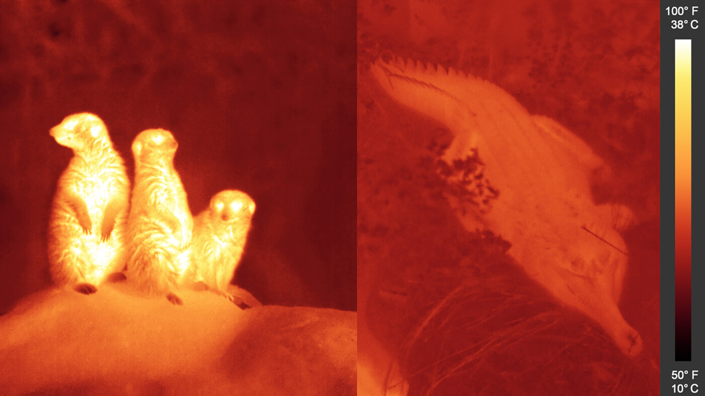 All animals glow, meerkats brighter than tomistoma