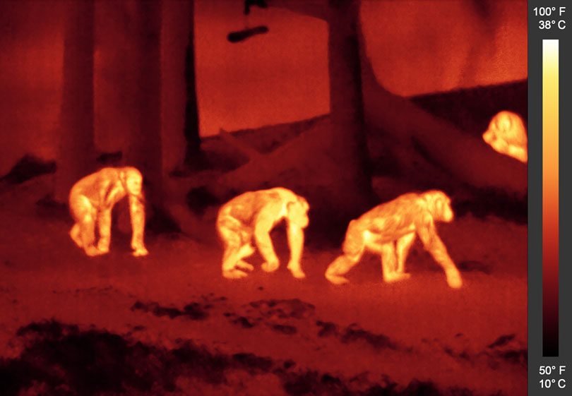 As each slider bar is manipulated, the view transitions from visible light to infrared light. In visible light: Chimpanzees wander past trees. In infrared light: The chimpanzees' mottled appearance results from temperature variations where their fur is longest.