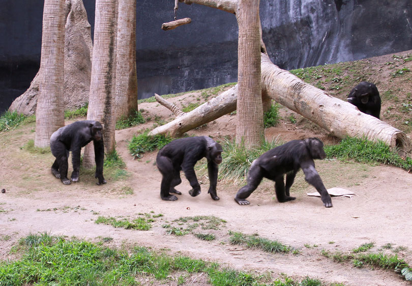 As each slider bar is manipulated, the view transitions from visible light to infrared light. In visible light: Chimpanzees wander past trees. In infrared light: The chimpanzees' mottled appearance results from temperature variations where their fur is longest.