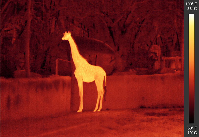 As each slider bar is manipulated, the view transitions from visible light to infrared light. In visible light: A giraffe peers over a wall. In infrared light: The giraffe gives off a nearly solid glow in infrared light due to its uniform temperature. Note the cool hair of the tail, which is darker because it gives off less heat, and the brighter eyes and inner ear.