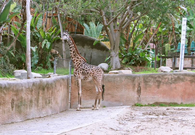 As each slider bar is manipulated, the view transitions from visible light to infrared light. In visible light: A giraffe peers over a wall. In infrared light: The giraffe gives off a nearly solid glow in infrared light due to its uniform temperature. Note the cool hair of the tail, which is darker because it gives off less heat, and the brighter eyes and inner ear.