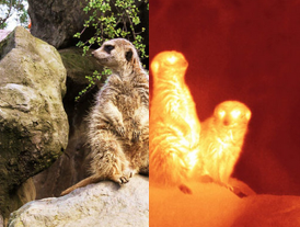 Meerkats in visible and infrared light