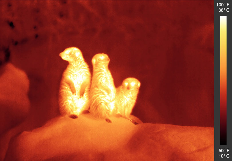 As each slider bar is manipulated, the view transitions from visible light to infrared light. In visible light: Meerkats perch on a rock. In infrared light: The meerkats' surroundings also give off some infrared light, but the meerkats' high temperatures make them glow brightly.