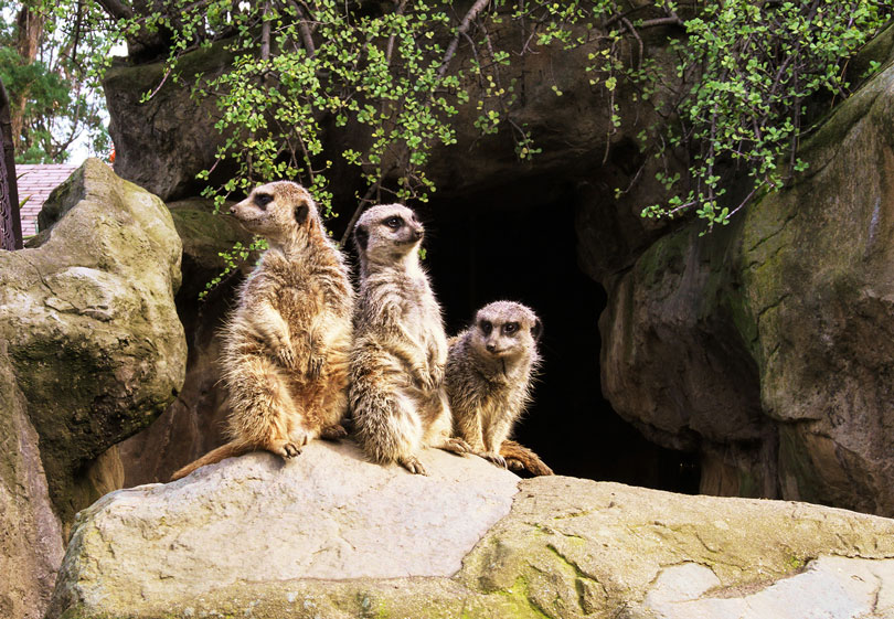 As each slider bar is manipulated, the view transitions from visible light to infrared light. In visible light: Meerkats perch on a rock. In infrared light: The meerkats' surroundings also give off some infrared light, but the meerkats' high temperatures make them glow brightly.