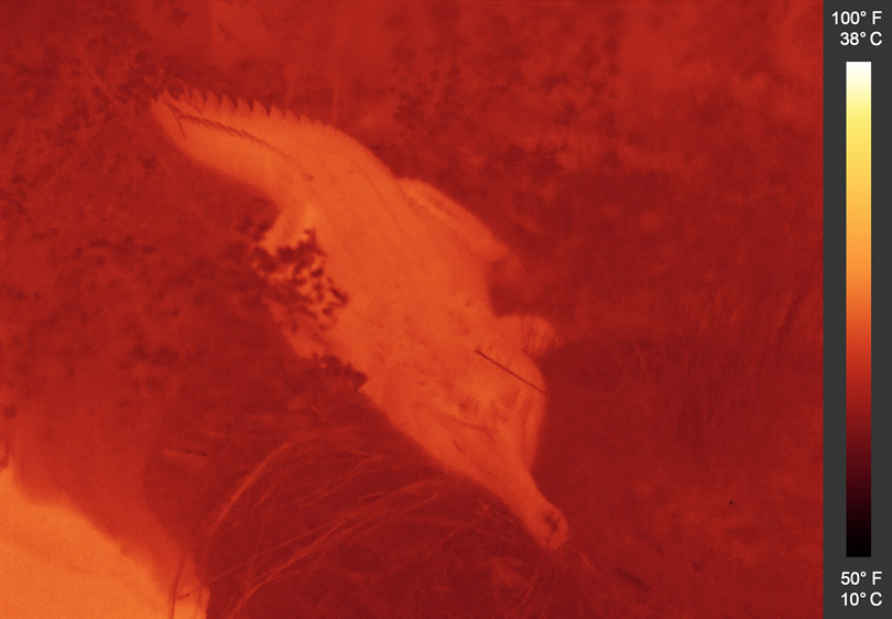As each slider bar is manipulated, the view transitions from visible light to infrared light. In visible light: A tomistoma relaxes on the ground next to a pond. In infrared light: The tomistoma has a nearly uniform temperature, with some of its scales starting to cool off. The tomistoma appears warm because it was recently in the pool of warm water, glowing in the lower left.