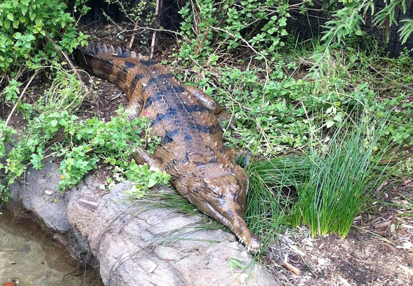 As each slider bar is manipulated, the view transitions from visible light to infrared light. In visible light: A tomistoma relaxes on the ground next to a pond. In infrared light: The tomistoma has a nearly uniform temperature, with some of its scales starting to cool off. The tomistoma appears warm because it was recently in the pool of warm water, glowing in the lower left.